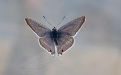 Hooggevoeligheid is geen fabel, maar een feit